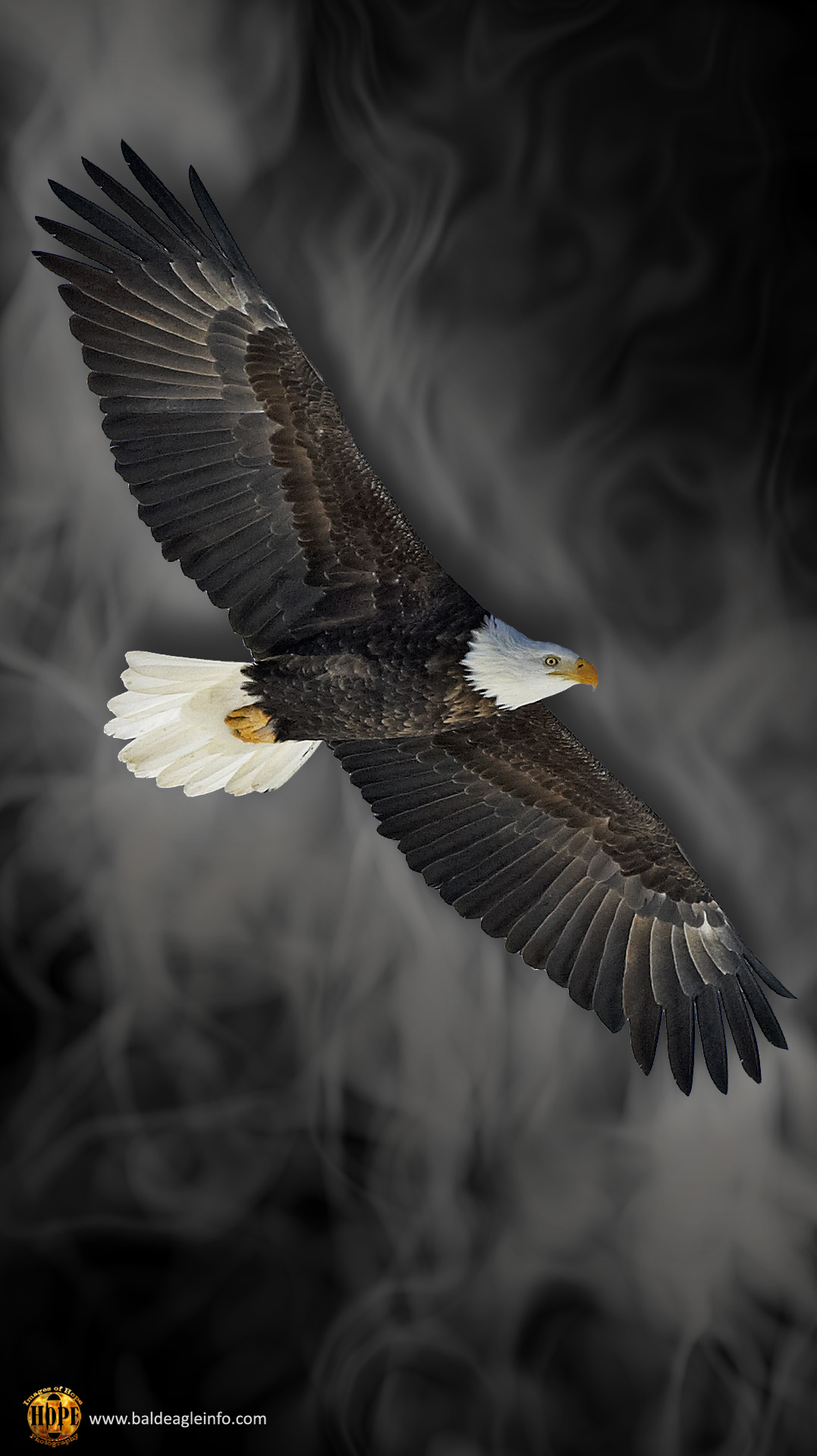 cool hd wallpapers for android phone,bald eagle,bird,bird of prey,eagle,accipitridae