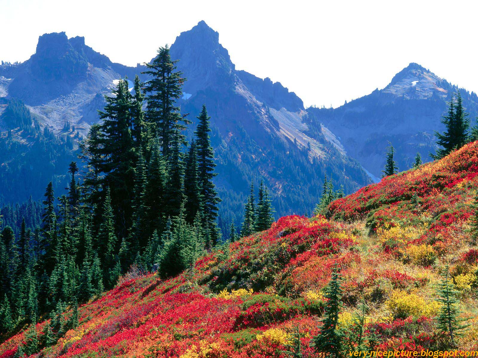 素敵で美しい壁紙,山,自然の風景,自然,larix lyalliisubalpineカラマツ,木