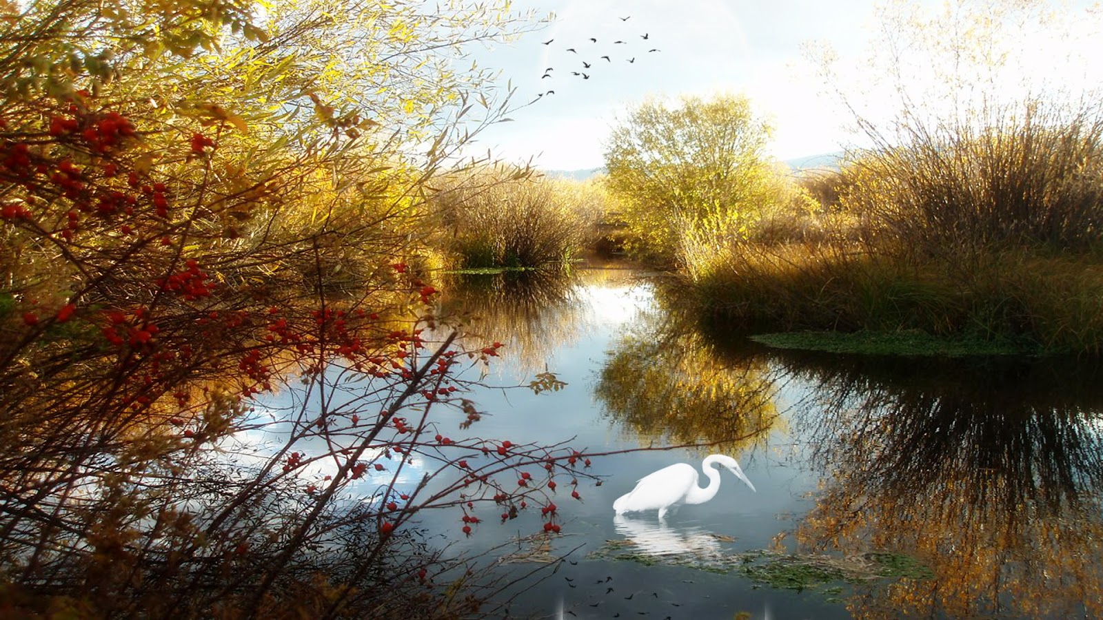 sfondi belli e belli,paesaggio naturale,natura,riflessione,banca,albero