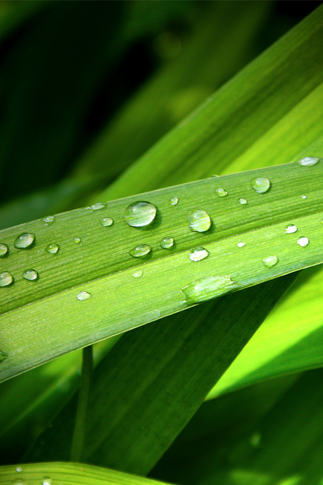 top 10 wallpapers for mobile,dew,moisture,leaf,green,water