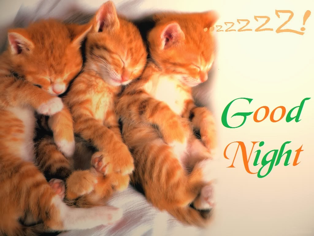 lustige gute nacht tapete,katze,kleine bis mittelgroße katzen,felidae,kätzchen,freundschaft