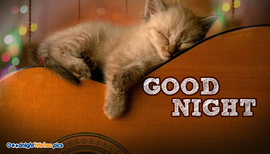 funny good night wallpaper,cat,felidae,small to medium sized cats,photo caption,whiskers