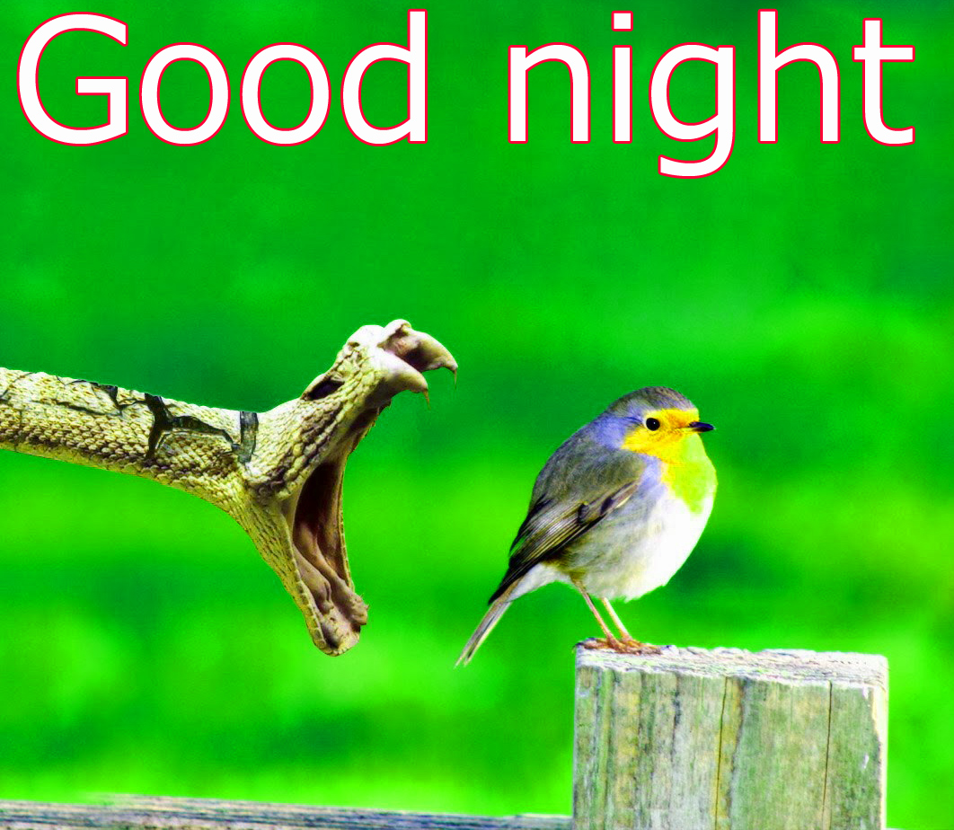 fond d'écran drôle bonne nuit,oiseau,oiseau chanteur,bouvreuil,oiseau perchoir,robin européen