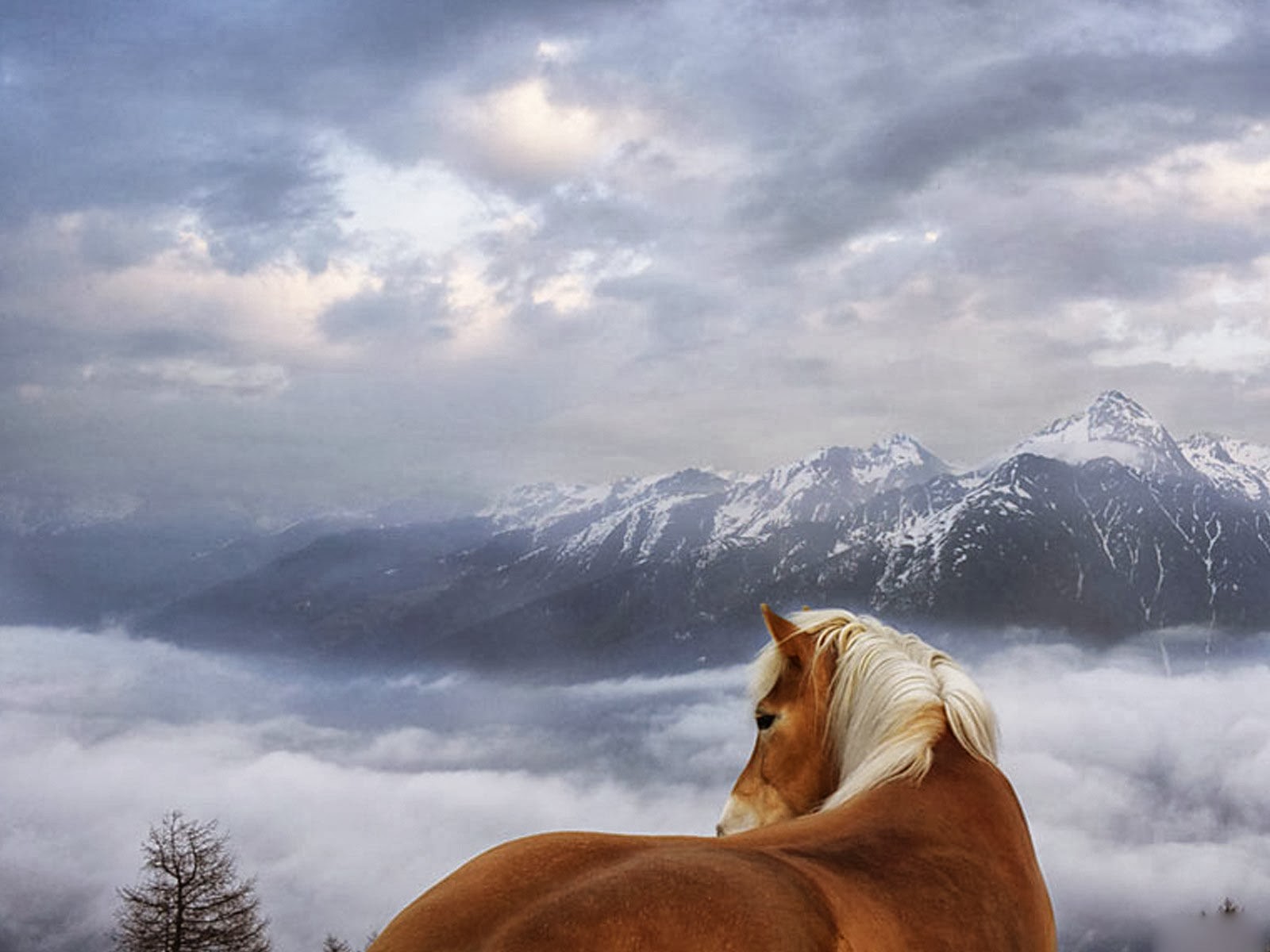 top free wallpapers,sky,horse,atmospheric phenomenon,wildlife,cloud