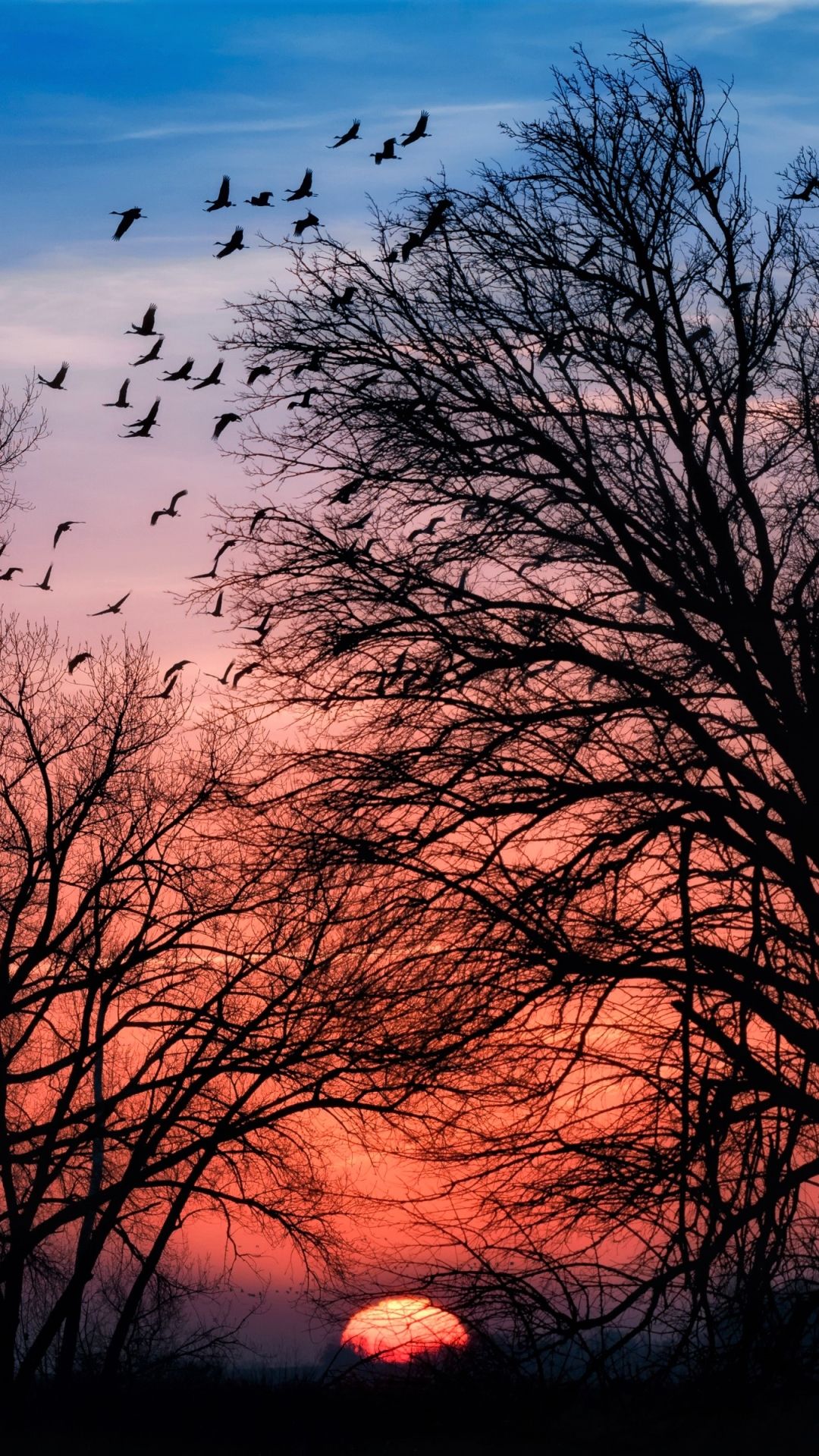 decent wallpapers for mobile,sky,nature,branch,natural landscape,red sky at morning