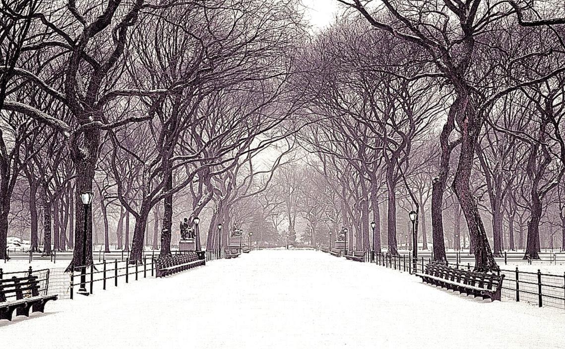 meilleur fond d'écran,neige,hiver,arbre,blanc,gelé