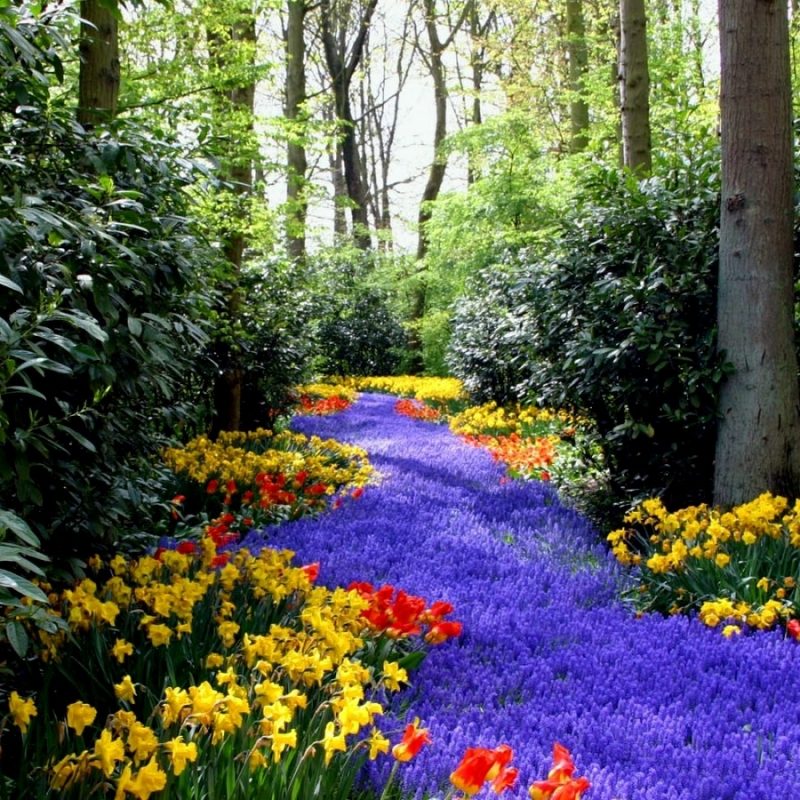 最高の壁紙,自然の風景,自然,花,工場,森林