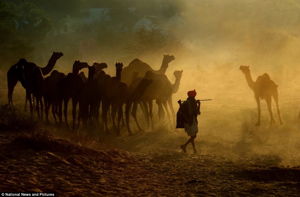 meilleur fond d'écran,chameau,chameau arabe,troupeau,paysage,steppe