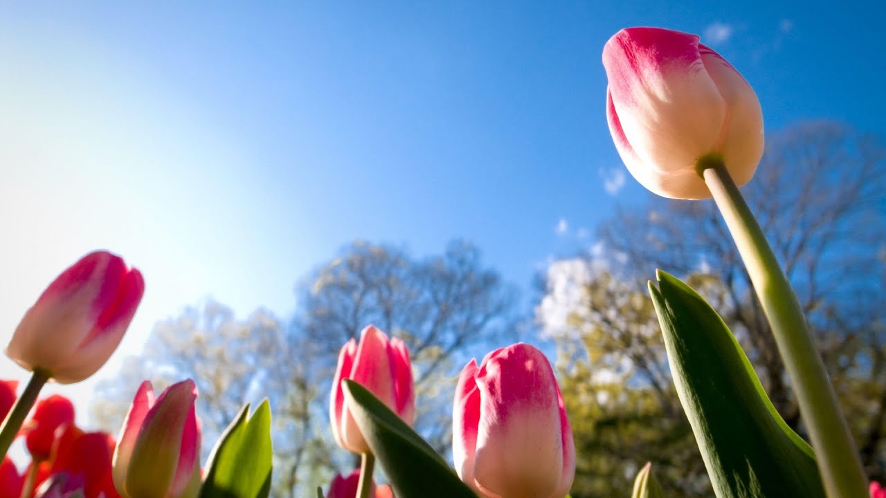 carta da parati molto molto bella,tulipano,petalo,fiore,natura,cielo