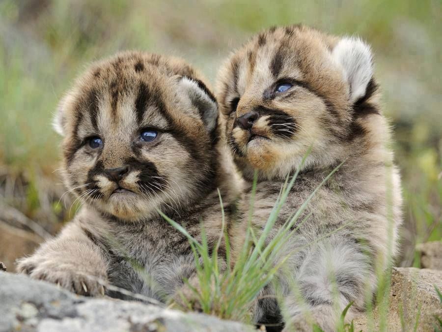 così bello sfondo,natura,animale terrestre,felidae,barba,ghepardo