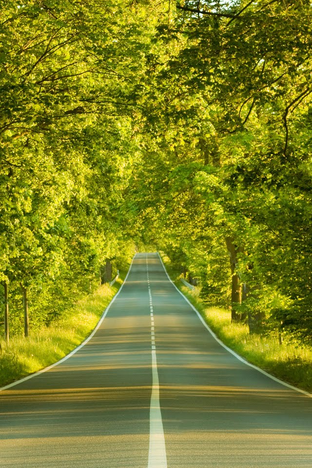 wallpaper best wallpaper,natural landscape,green,nature,tree,road