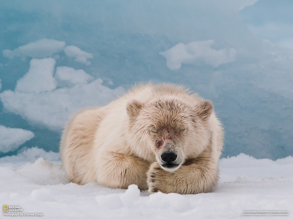 tapete beste tapete,eisbär,bär,arktis,arktischer ozean,grizzlybär