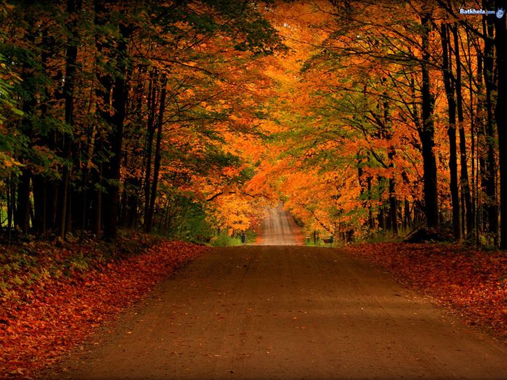 foto di sfondi gratis,paesaggio naturale,natura,albero,foglia,foresta