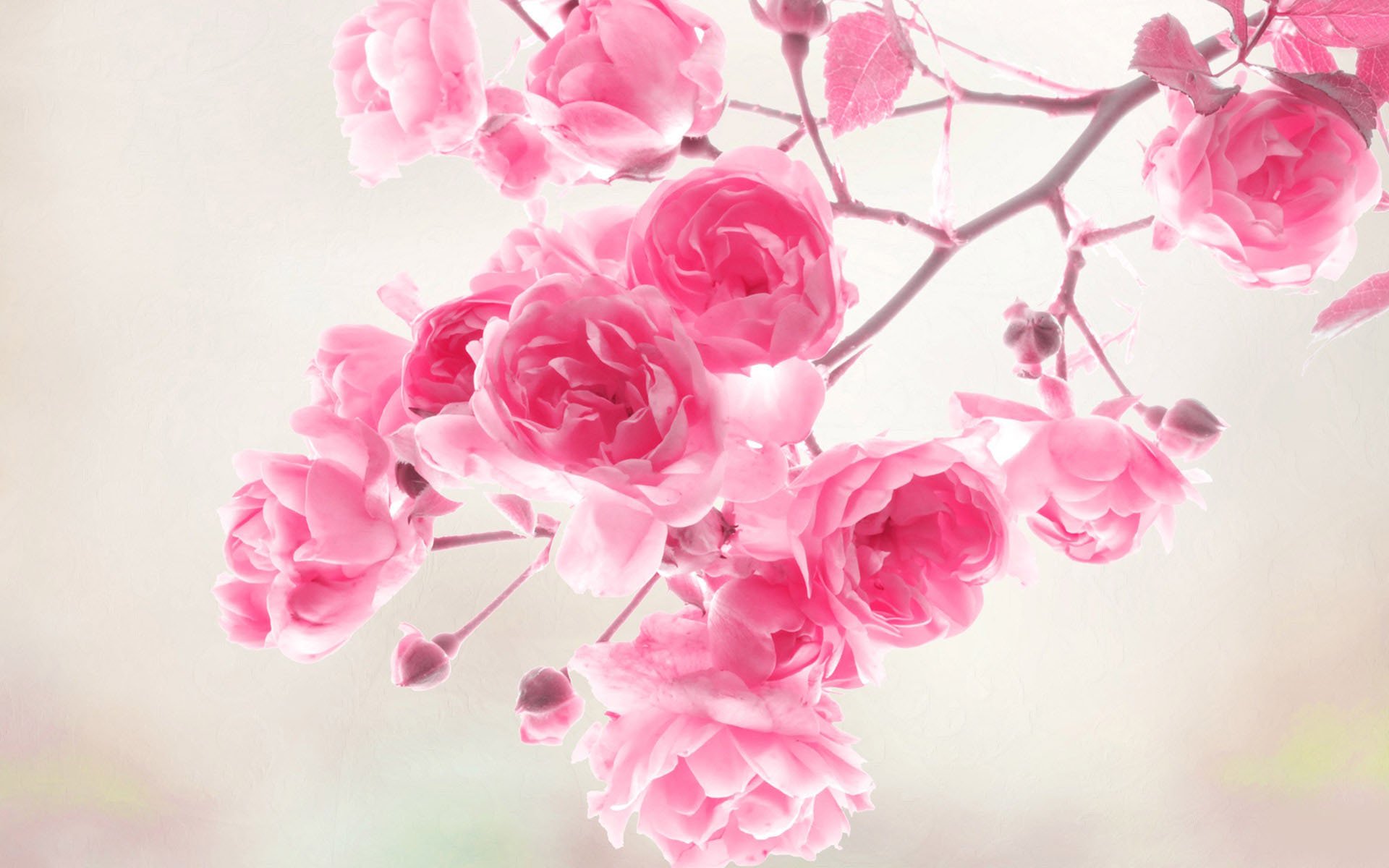 weltbeste hd wallpaper für handys,rosa,blume,gartenrosen,blütenblatt,rose
