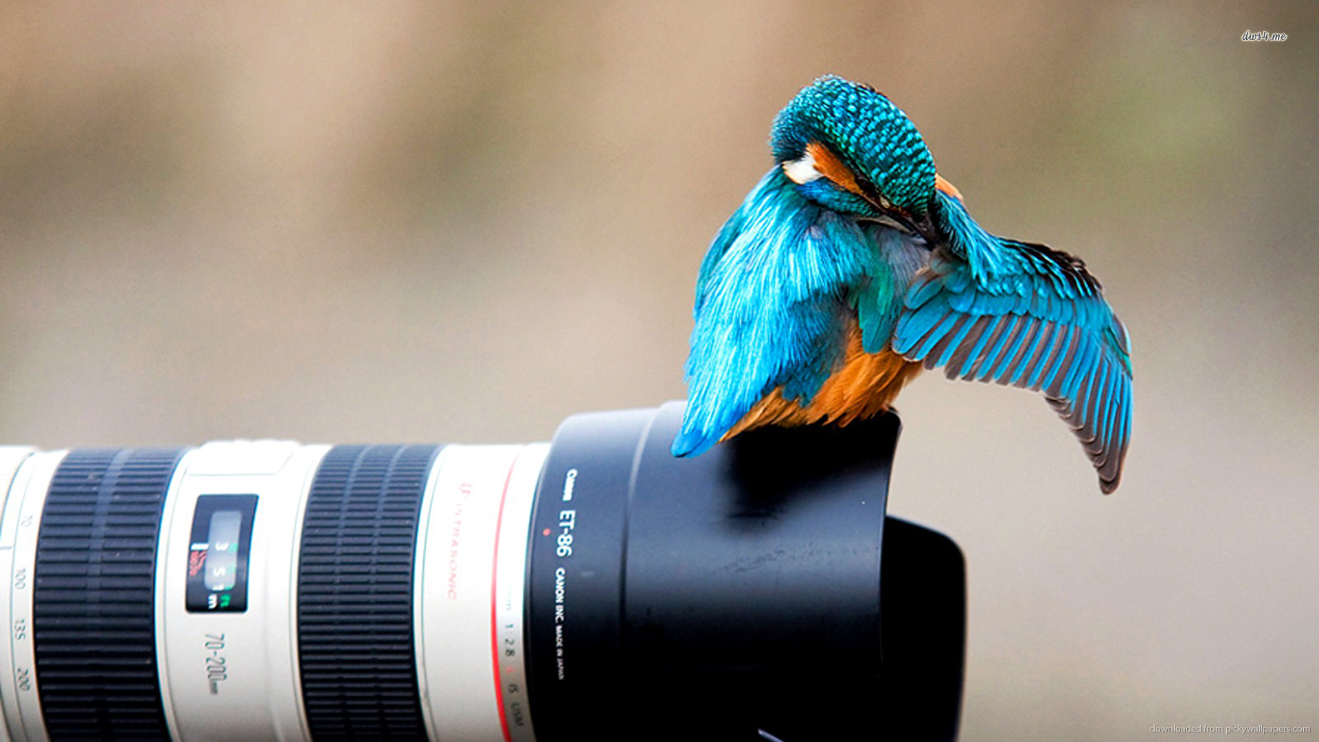 migliori sfondi fotografici,uccello,fotografia,uccello appollaiato