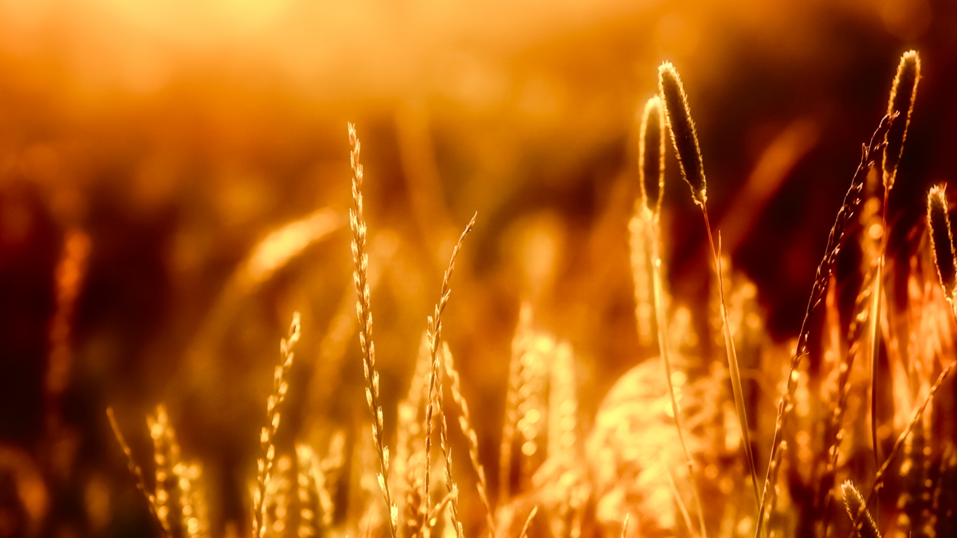 meilleurs fonds d'écran de photographie,la nature,lumière,lumière du soleil,grain,jaune