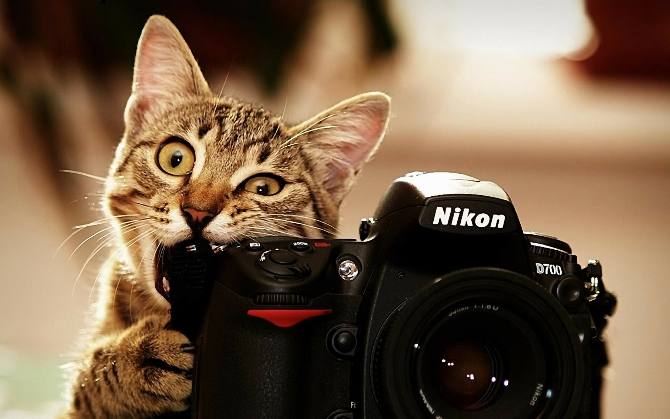 migliori sfondi fotografici,telecamera,gatto,camera digitale,puntare e sparare alla fotocamera,fotografia