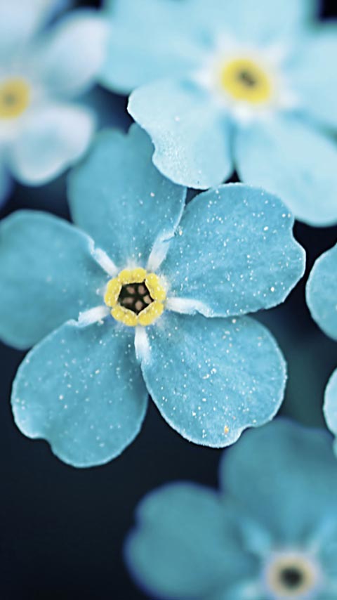 mejores fondos de pantalla de teléfonos inteligentes,azul,flor,pétalo,planta,planta floreciendo