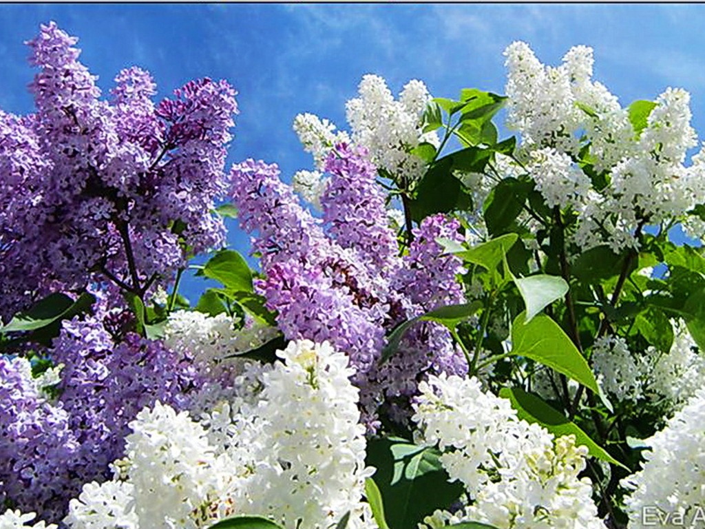 free spring desktop wallpaper,flower,lilac,plant,lilac,lilac