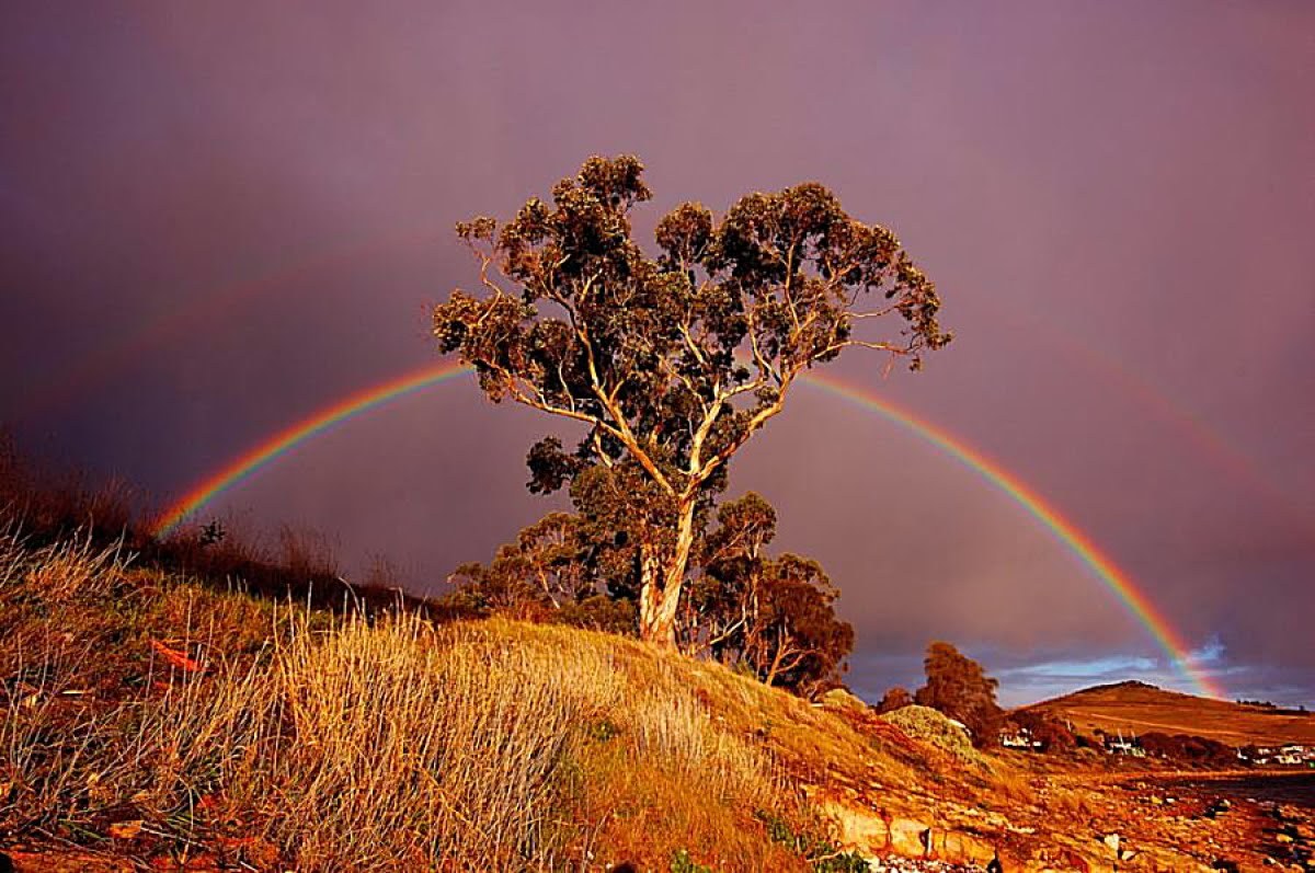 best wallpaper sites 2010,rainbow,sky,nature,natural landscape,tree