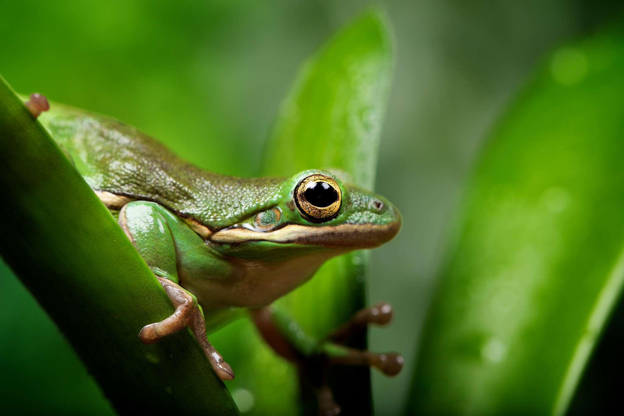 優れた壁紙 カエル アマガエル 真のカエル 緑 低木カエル Wallpaperuse