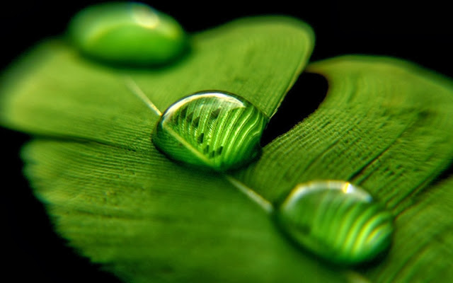 excellent wallpapers,green,leaf,water,macro photography,drop