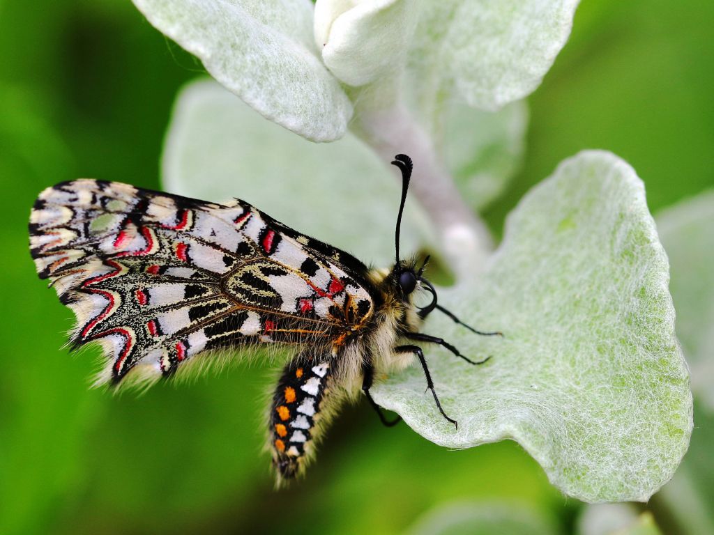 excelentes fondos de pantalla,insecto,mariposa,invertebrado,polillas y mariposas,planta