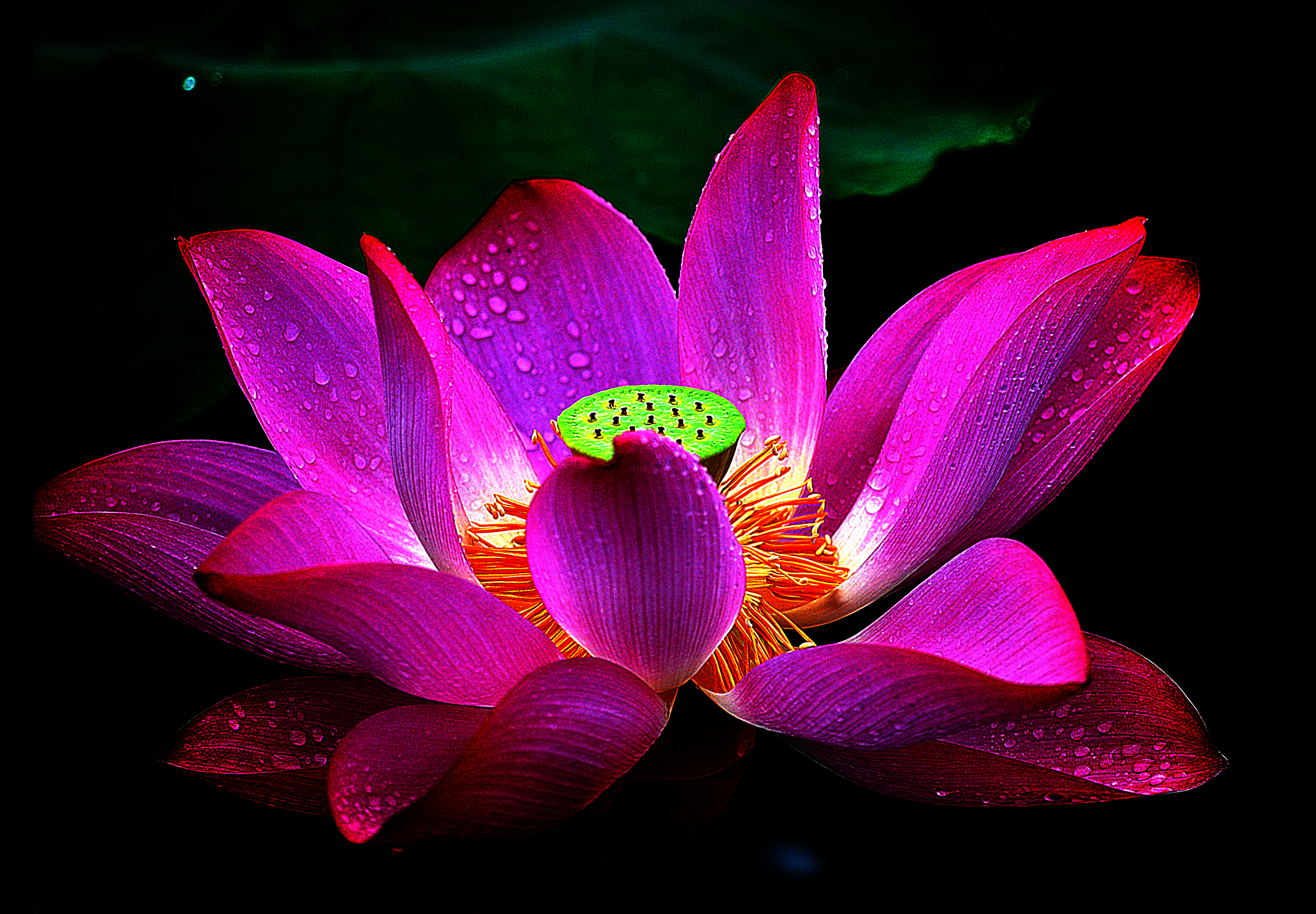 flower wallpaper,flower,flowering plant,petal,sacred lotus,nature