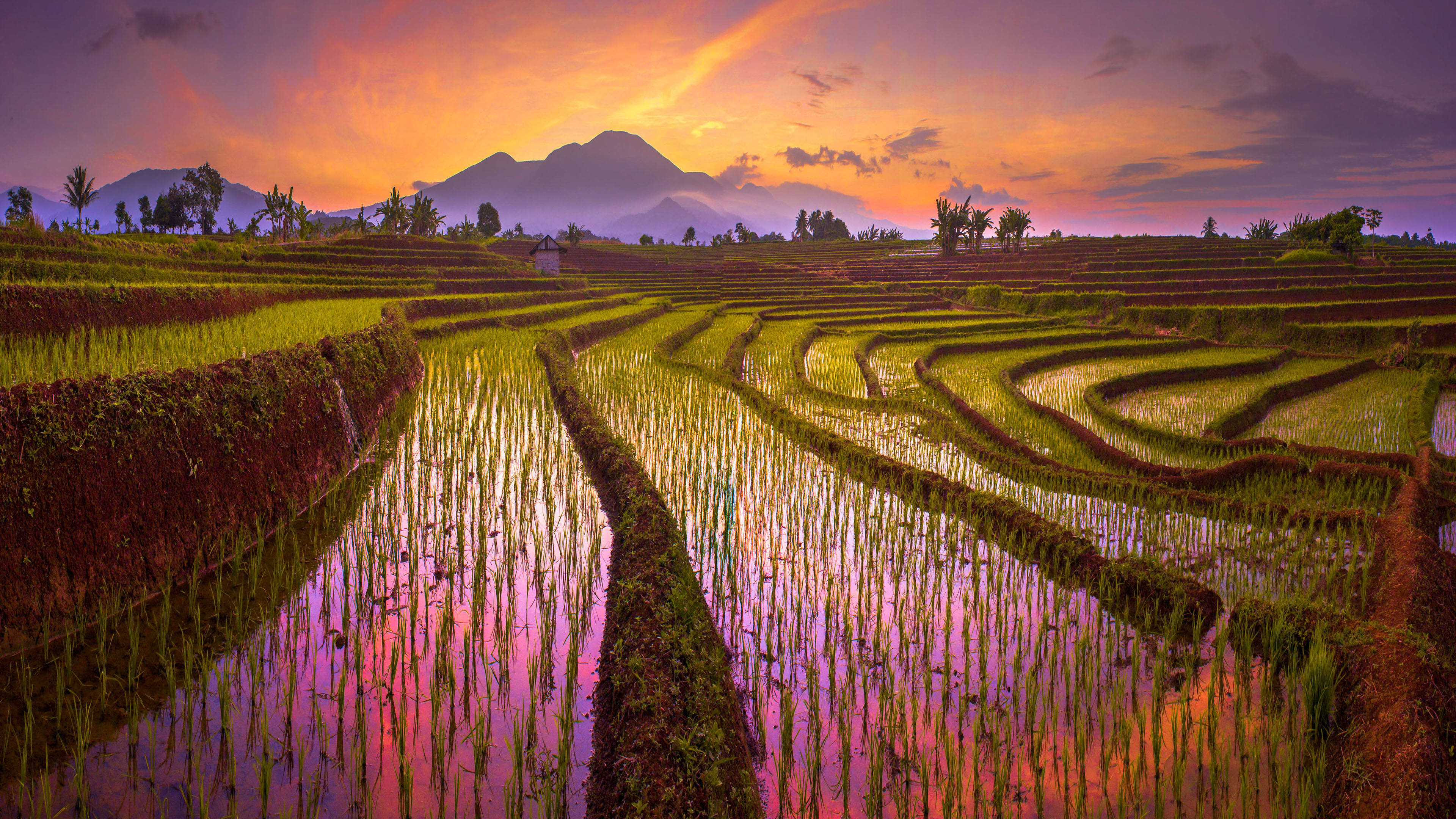 wallpaper photo,nature,natural landscape,paddy field,field,terrace