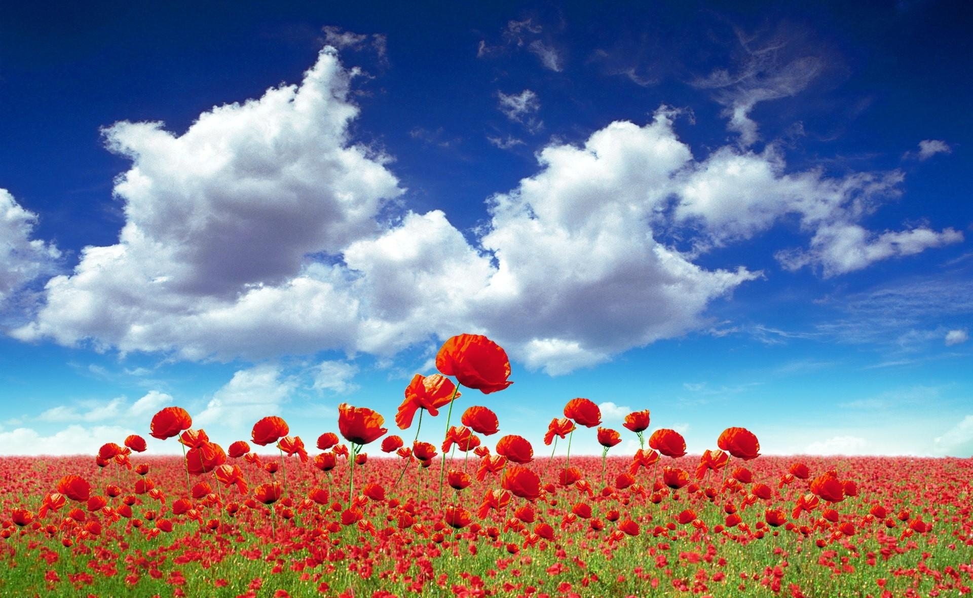download di sfondi hd,cielo,paesaggio naturale,campo,fiore,rosso