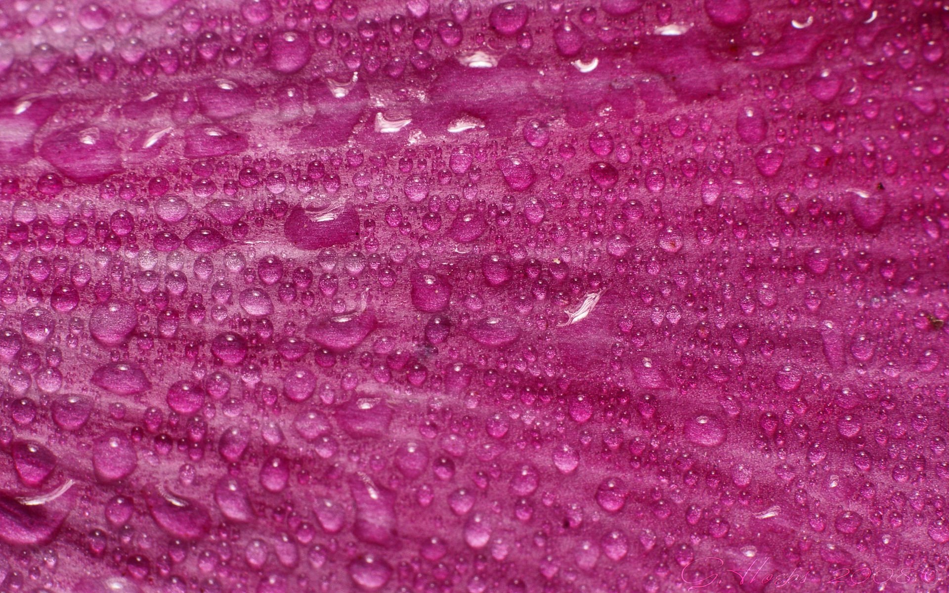 carta da parati rosa,rosa,acqua,luccichio,avvicinamento,far cadere