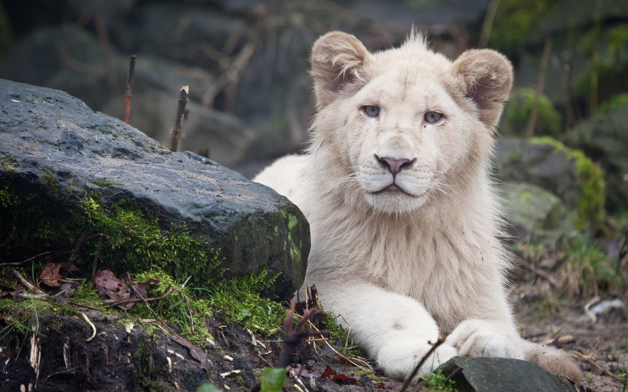 tiertapete,tierwelt,löwe,landtier,felidae,große katzen