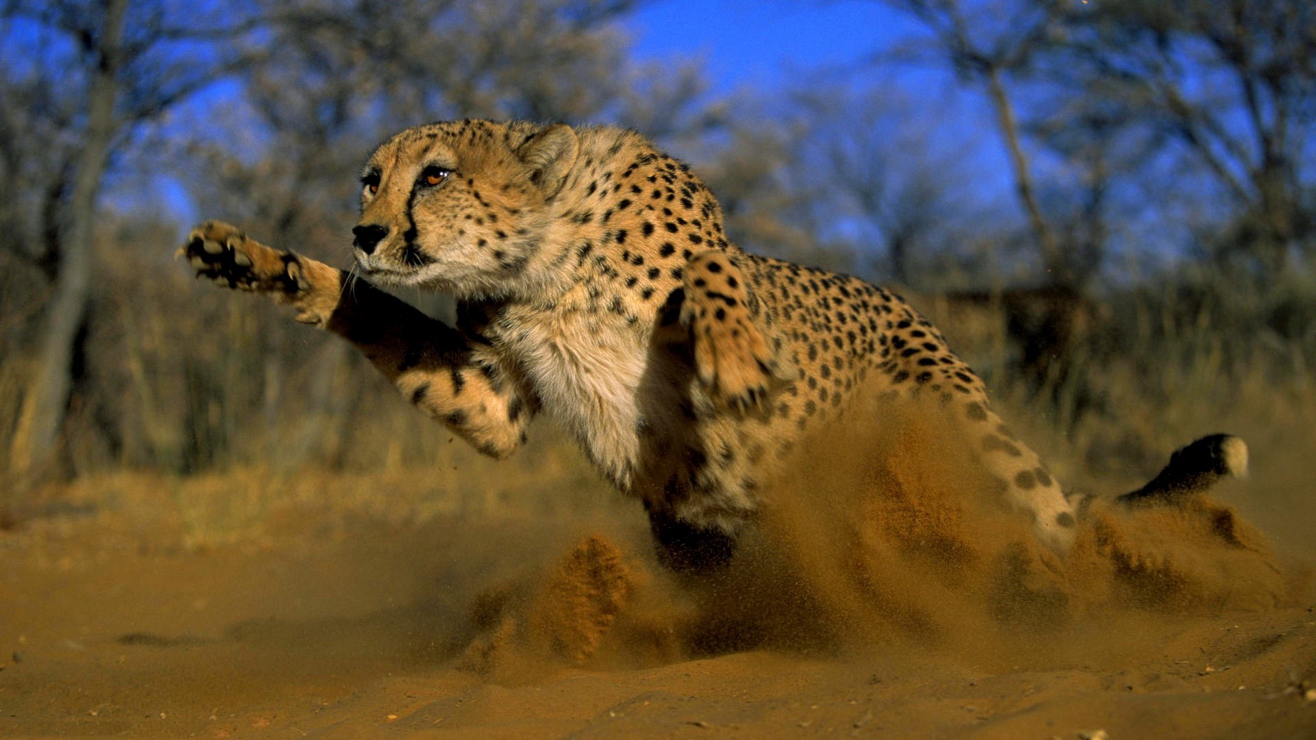 carta da parati animale,animale terrestre,natura,ghepardo,felidae,leopardo