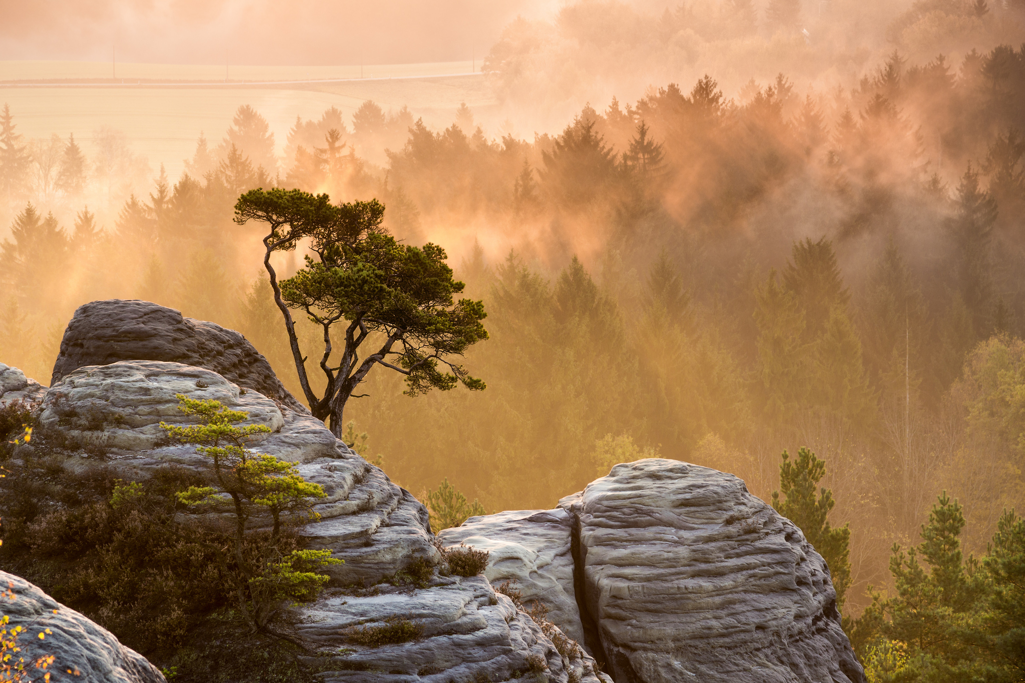 top tapeten,natur,natürliche landschaft,baum,morgen,felsen