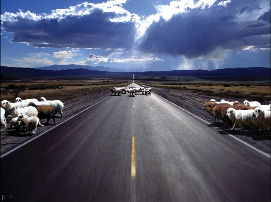 best wallpaper in the world,sky,road,herd,cloud,pasture