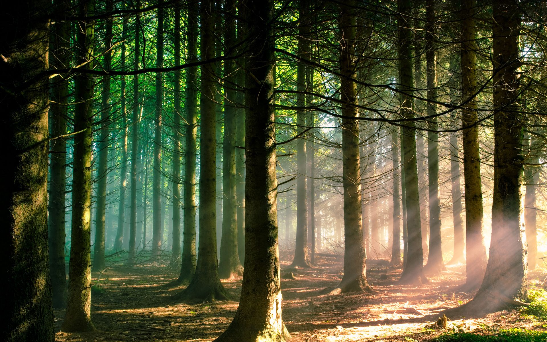 waldtapete,wald,baum,natur,natürliche landschaft,wald