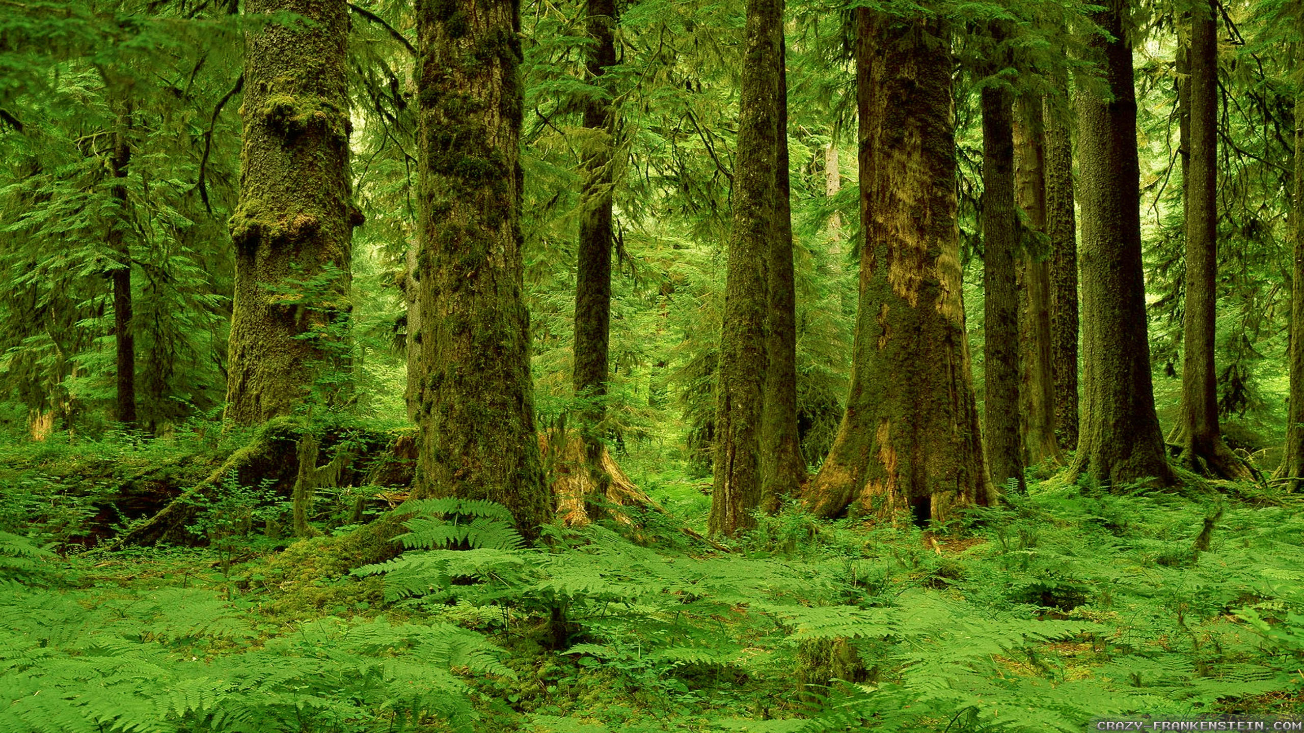 carta da parati foresta,albero,foresta,vecchia foresta di crescita,paesaggio naturale,bosco di abeti rossi