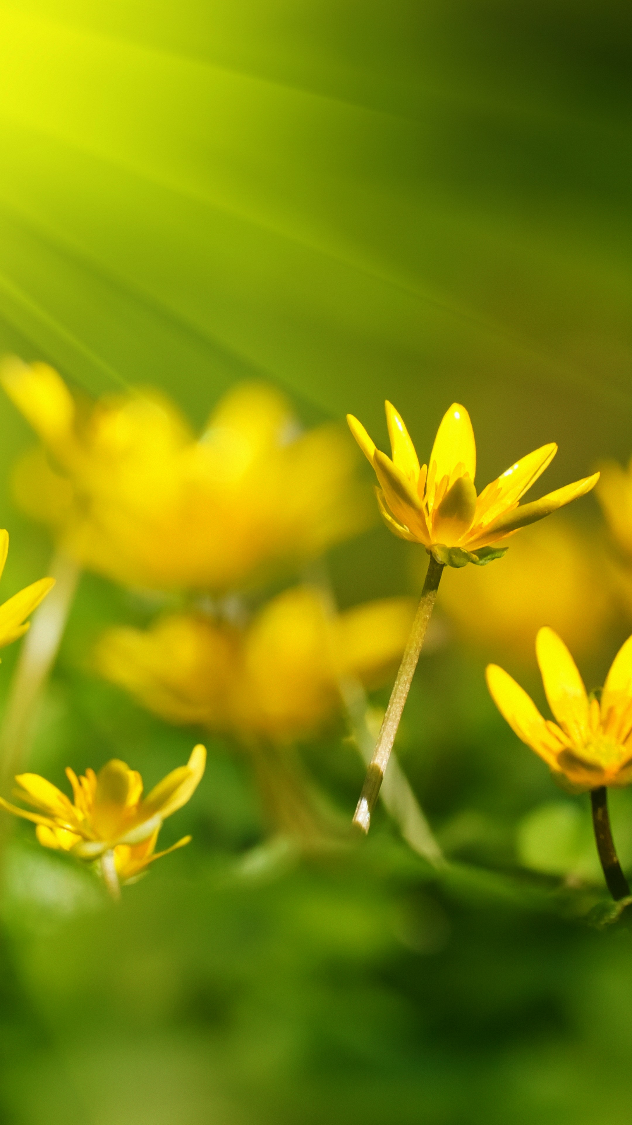 fondos de pantalla naturaleza flores,flor,amarillo,naturaleza,planta,pétalo