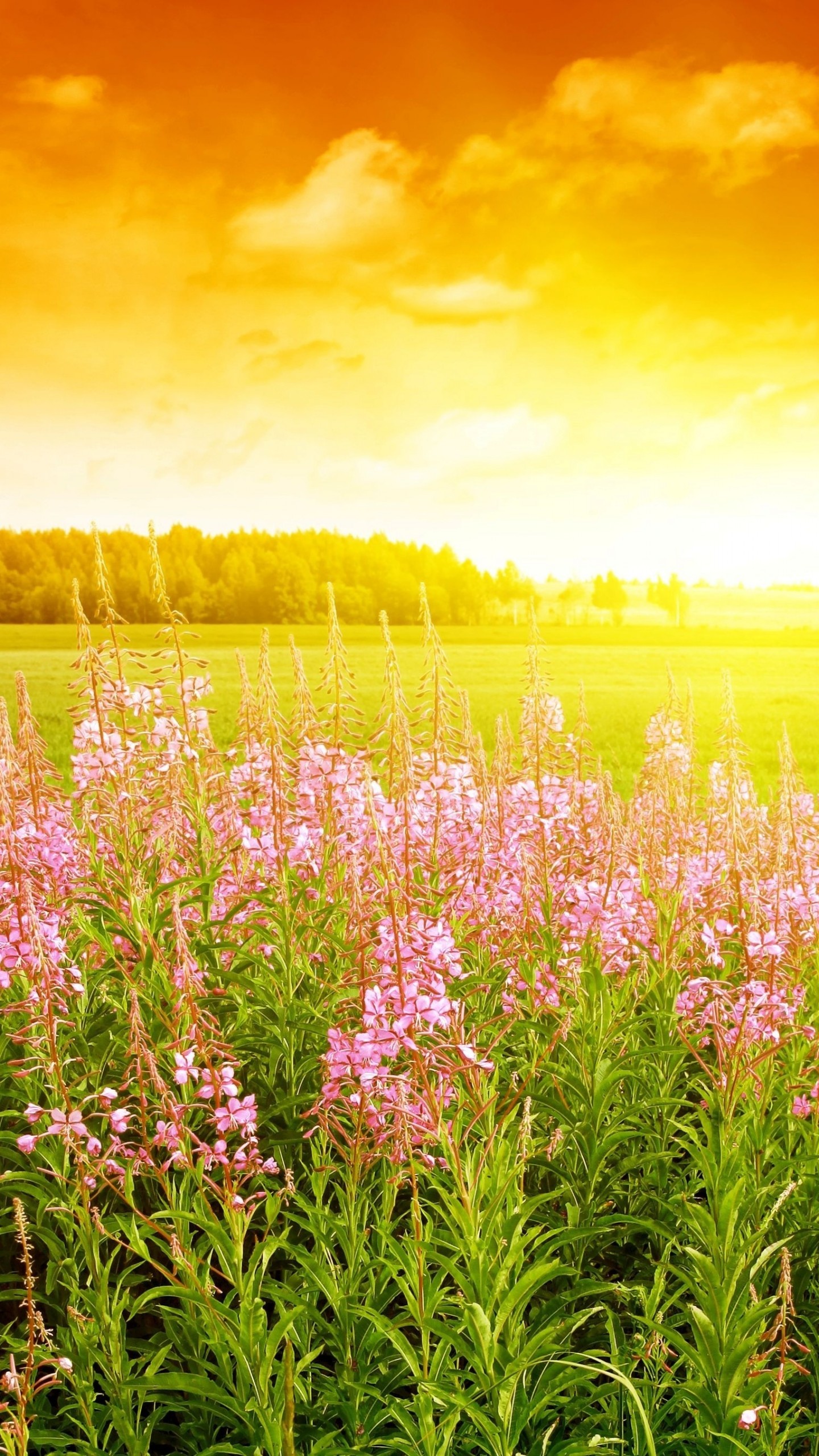 papier peint fleurs de la nature,paysage naturel,prairie,la nature,fleur,fleurs sauvages