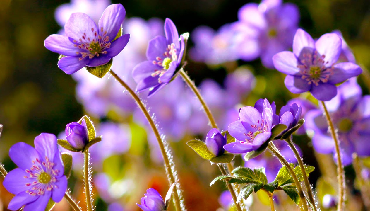 wallpaper nature flowers,flower,flowering plant,petal,purple,plant