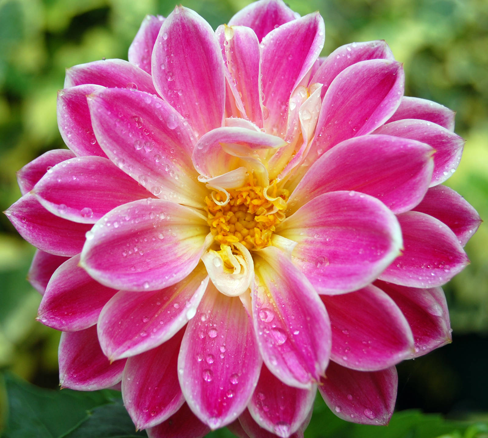 hermoso fondo de pantalla de flores,flor,planta floreciendo,pétalo,planta,rosado