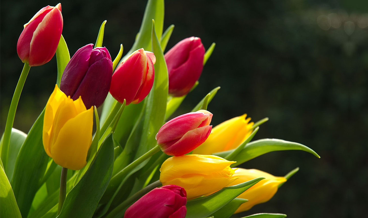 hermoso fondo de pantalla de flores,flor,planta floreciendo,pétalo,tulipán,planta