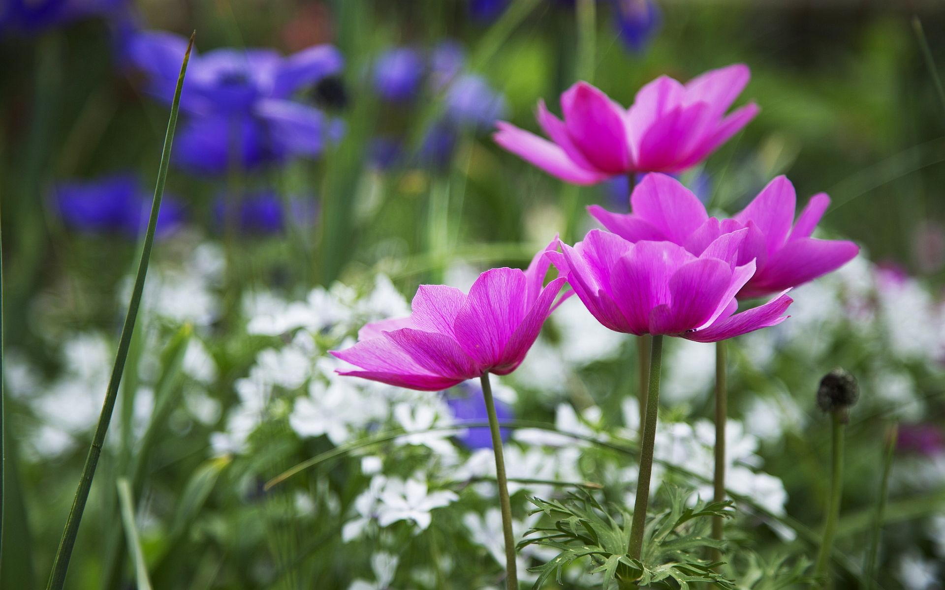 fiori della natura della carta da parati,pianta fiorita,fiore,petalo,pianta,fiore di campo