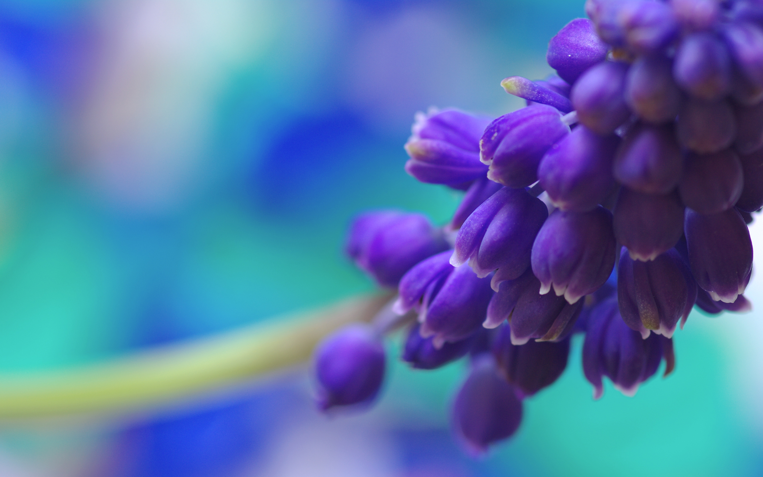 papier peint fleurs de la nature,bleu,fleur,violet,violet,lavande