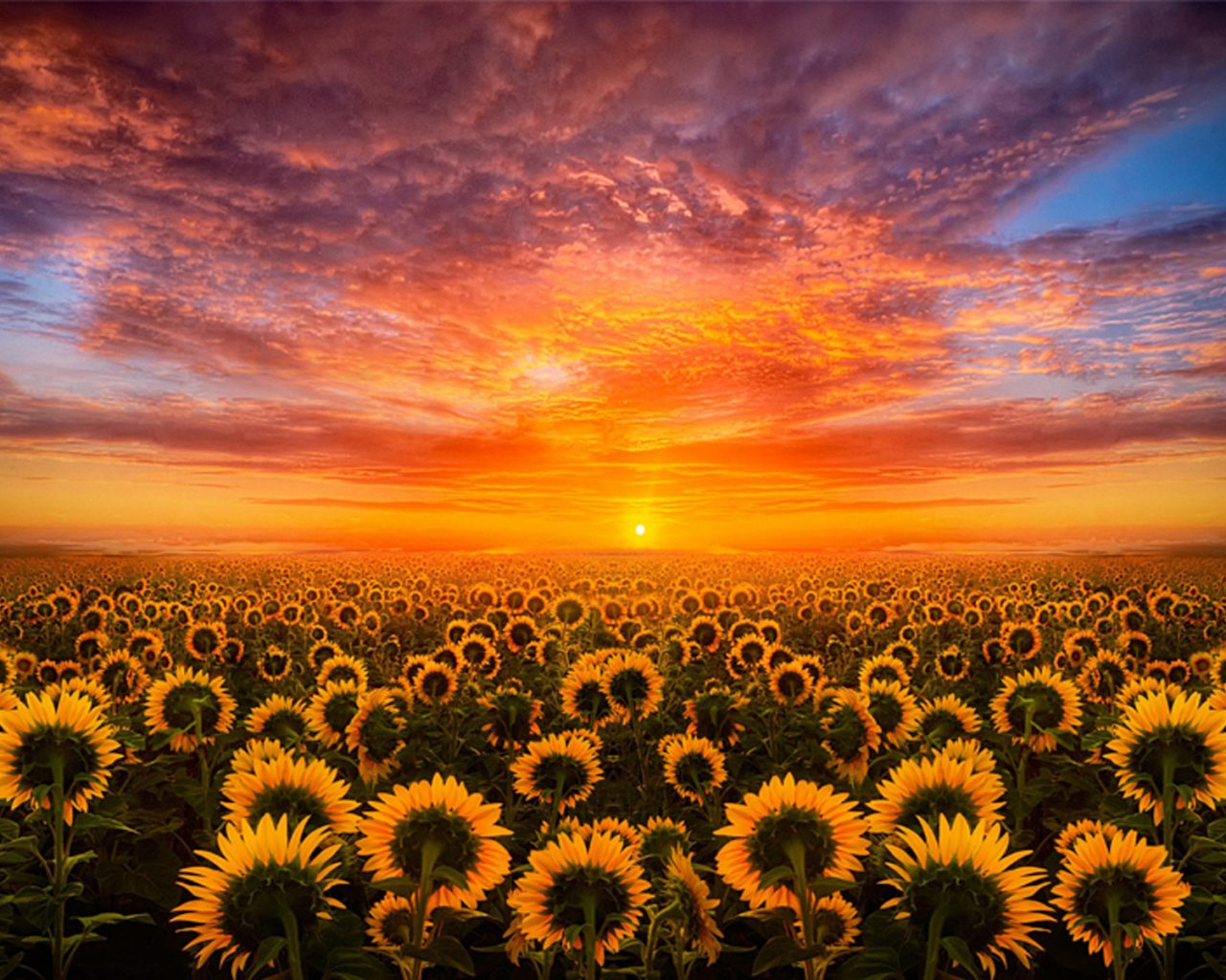 sunflower wallpaper,sunflower,sky,nature,flower,sunflower