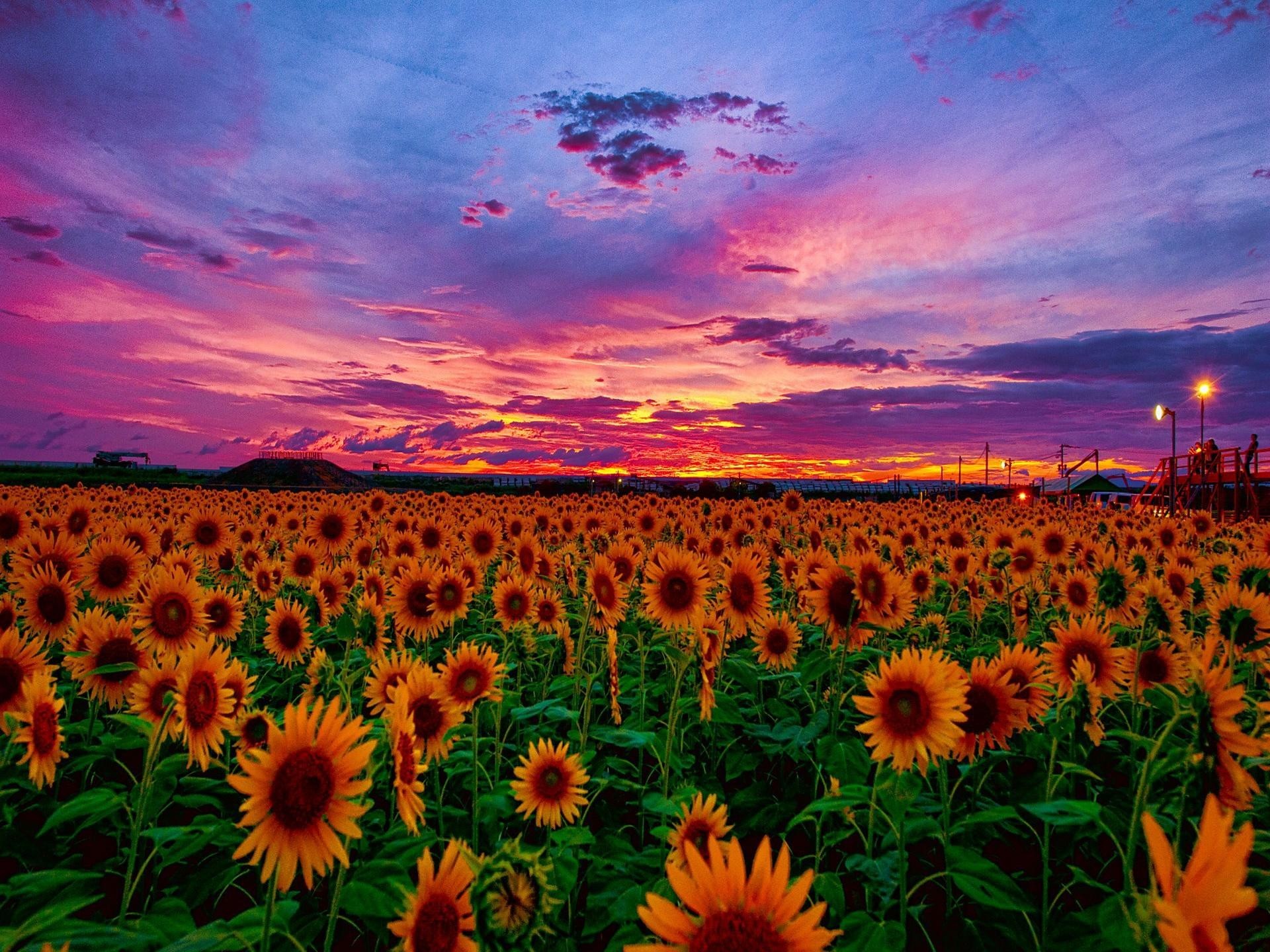 ひまわりの壁紙 空 自然 花 自然の風景 フィールド Wallpaperuse
