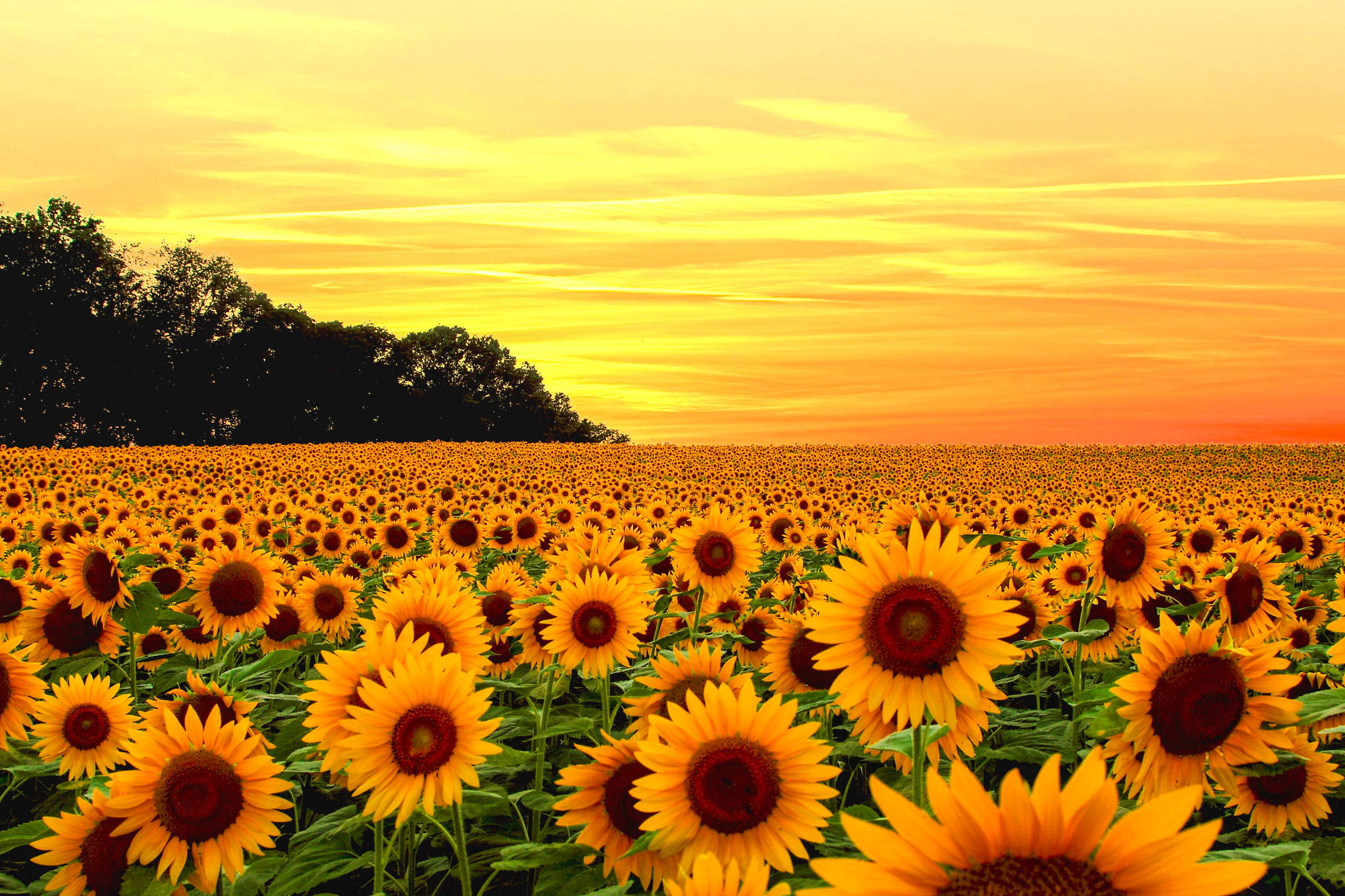 sunflower wallpaper,sunflower,field,flower,sky,yellow