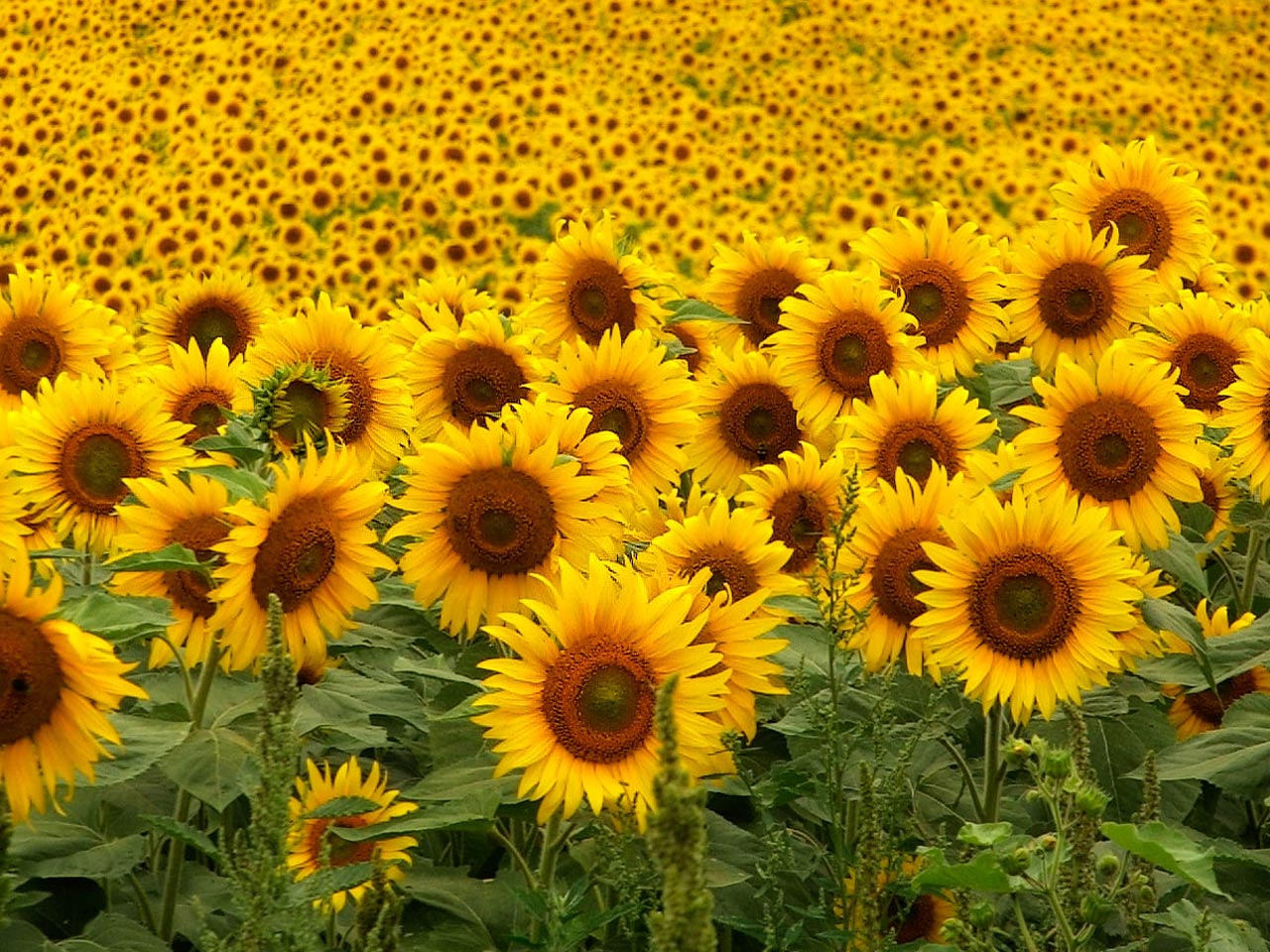 carta da parati girasole,girasole,pianta fiorita,fiore,pianta,girasole