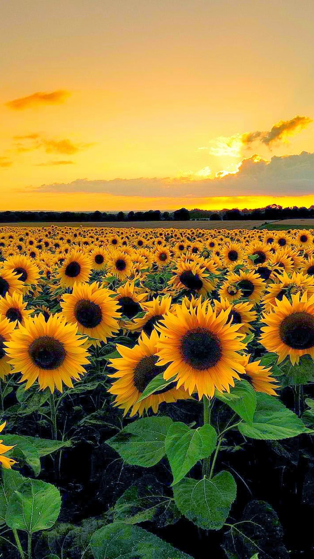 sunflower wallpaper,sunflower,flower,nature,sky,sunflower