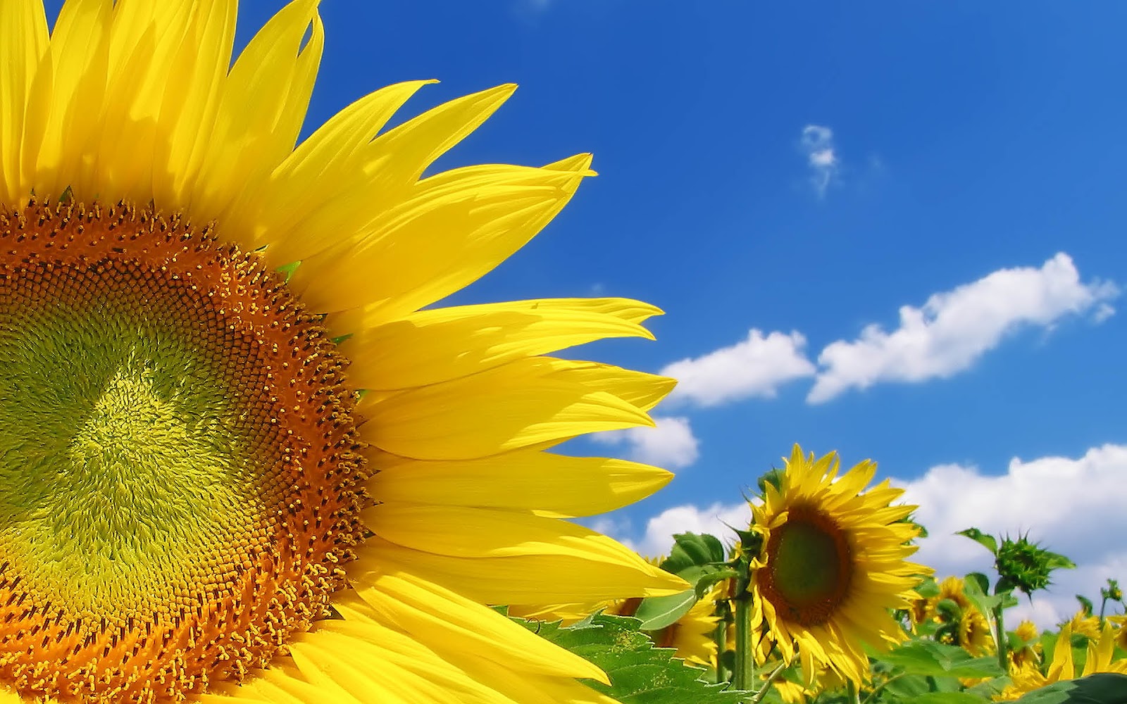 sunflower wallpaper,sunflower,sky,flower,yellow,sunflower